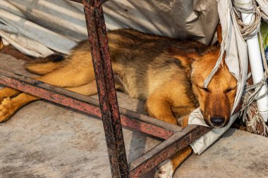 Köpek masanın altında uyuyor. Gaucharan 'daki Halka Yolu, Katmandu, Nepal.