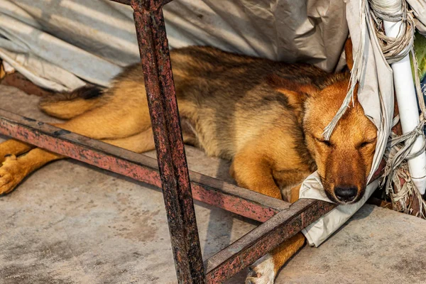 Cão Dorme Debaixo Mesa Ring Road Gaucharan Kathmandu Nepal — Fotografia de Stock