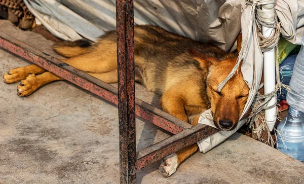 Собака Спит Столом Кольцевая Дорога Гаухаране Катманду Непал — стоковое фото