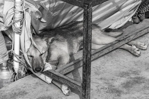 Foto Preto Branco Cão Que Dorme Debaixo Mesa Ring Road — Fotografia de Stock