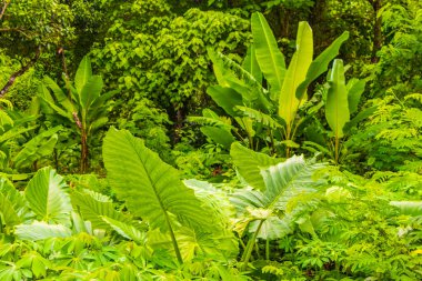 Sakhu Thalang Phuket Tayland 'dan tropik orman dokusu.