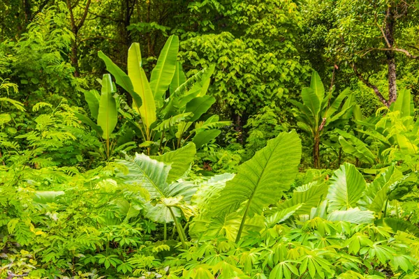 Tropical jungle forest texture background from Sakhu Thalang Phuket Thailand.