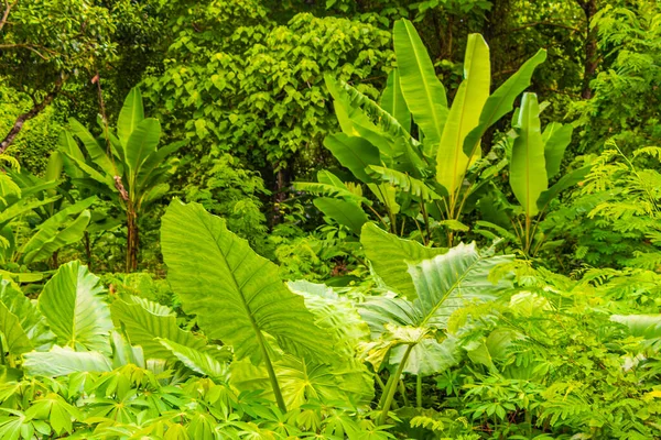 Sakhu Thalang Phuket Tayland 'dan tropik orman dokusu.