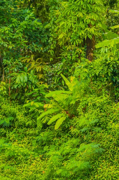 Floresta Tropical Floresta Floresta Textura Fundo Sakhu Thalang Phuket Tailândia — Fotografia de Stock