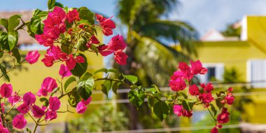 Bougainvillea pembe çiçekleri ve arka planda palmiye ağaçları olan çiçekleri Playa del Carmen Meksika 'da.