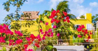 Bougainvillea pembe çiçekleri ve arka planda palmiye ağaçları olan çiçekleri Playa del Carmen Meksika 'da.