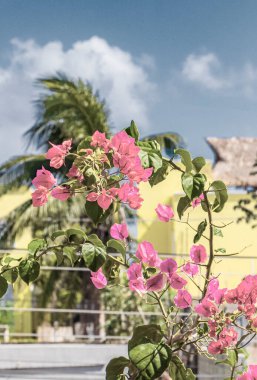 Bougainvillea pembe çiçekleri ve arka planda palmiye ağaçları olan çiçekleri Playa del Carmen Meksika 'da.