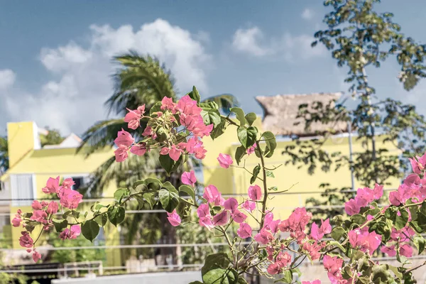 Bougainvillea Flores Color Rosa Flores Con Palmeras Fondo Playa Del — Foto de Stock