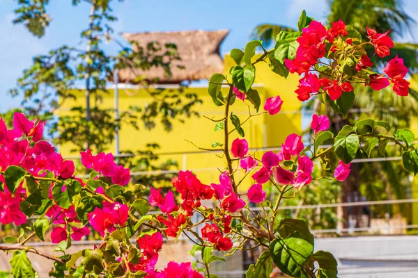 Bougainvillea Różowe Kwiaty Kwiaty Palmami Tle Playa Del Carmen Meksyk — Zdjęcie stockowe