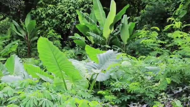 Trópusi Dzsungel Erdő Textúra Háttér Thalang Phuket Thaiföld — Stock videók