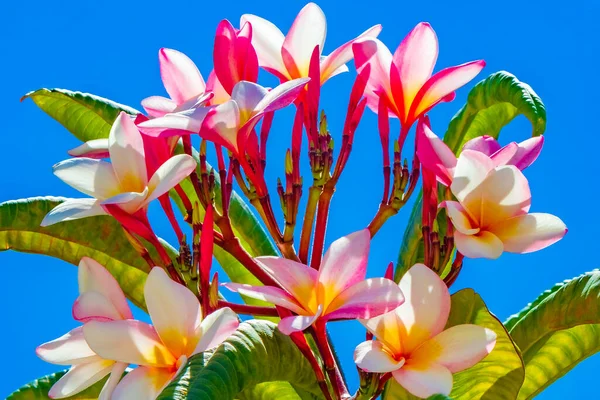 Plumeria Φυτό Ροζ Και Κίτρινα Λουλούδια Μπλε Ουρανό Στην Playa — Φωτογραφία Αρχείου