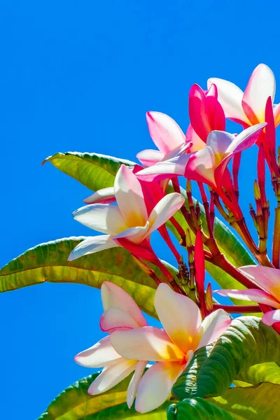 Plumeria Φυτό Ροζ Και Κίτρινα Λουλούδια Μπλε Ουρανό Στην Playa — Φωτογραφία Αρχείου