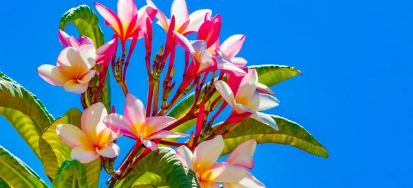 Plumeria Kasvi Vaaleanpunainen Keltainen Kukkia Sininen Taivas Playa Del Carmen — kuvapankkivalokuva