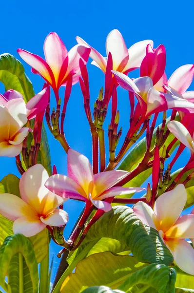 Rostlina Plumeria Růžovými Žlutými Květy Modrou Oblohou Playa Del Carmen — Stock fotografie