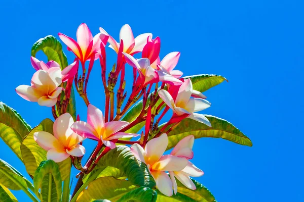 Plumeria Plante Fleurs Roses Jaunes Avec Ciel Bleu Playa Del — Photo