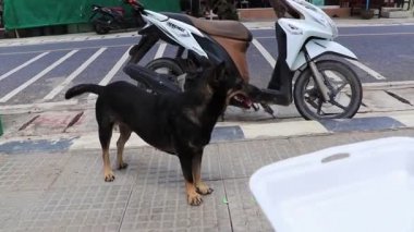 Sokak köpeği Nai Thon Naithon Plajı Phuket Tayland.