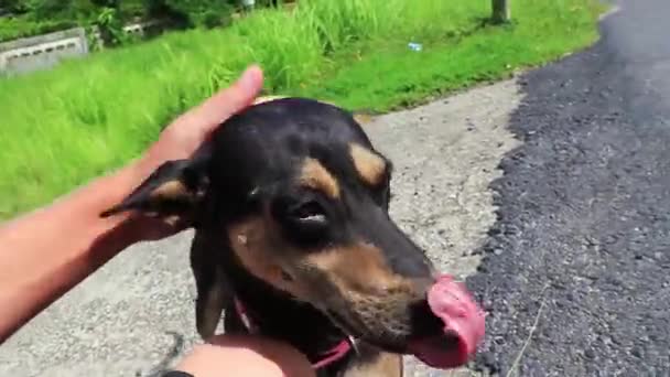 Sällskapsdjur Herrelös Svart Gatuhund Med Rosa Krage Phuket Thailand — Stockvideo