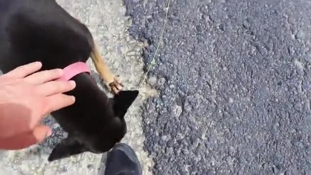 Гострий Чорний Вуличний Собака Рожевим Коміром Пхукет Таїланд — стокове відео