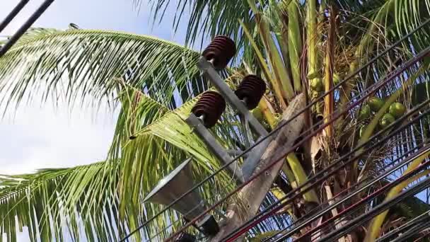 Megafon Kábel Power Pole Pálmafák Phuket Thaiföld — Stock videók