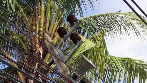 Megafon Kabel Palmach Biegunowych Phuket Tajlandia — Wideo stockowe