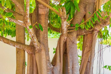 Meksika 'da Playa del Carmen' in doğal yaya geçitlerinde büyük tropikal bir ağaç..