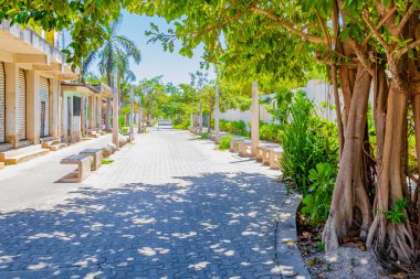 Büyük tropikal ağaç doğal yaya yolları Playa del Carmen Mexico.