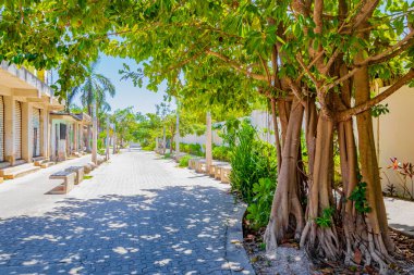 Meksika 'da Playa del Carmen' in doğal yaya geçitlerinde büyük tropikal bir ağaç..