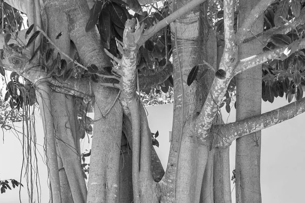 Black and white picture of a big huge tropical tree in natural pedestrian walkways of Playa del Carmen in Mexico.