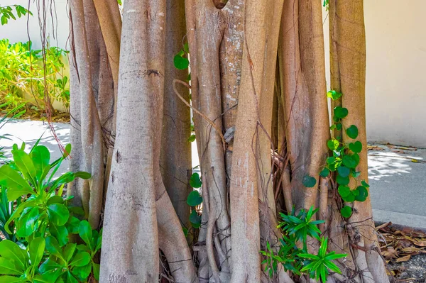 Μεγάλο Τεράστιο Τροπικό Δέντρο Φυσικούς Πεζόδρομους Της Playa Del Carmen — Φωτογραφία Αρχείου