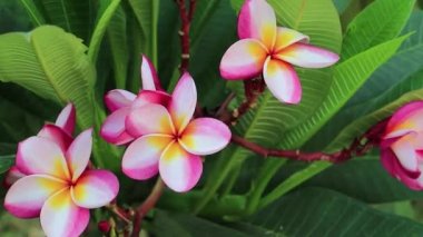 Plumeria pembe ve sarı çiçekler yeşil bitki arka planda Tayland.