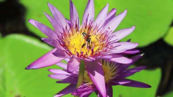 Bienen Bekommen Nektar Von Der Schönen Lila Gelben Seerose Thailand — Stockvideo