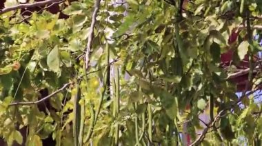 Hintli Cassia ağacı tohumlu altın duş ağacı detayı.