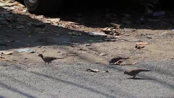 泰国曼谷的鸽子用垃圾从地面上吃东西 — 图库视频影像