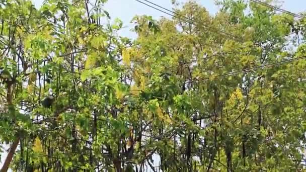 印度仙人掌树金色淋浴树的细节与种子荚 — 图库视频影像