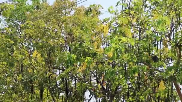 Indian Cassia Drzewo Golden Shower Szczegół Drzewa Nasion Strąków — Wideo stockowe