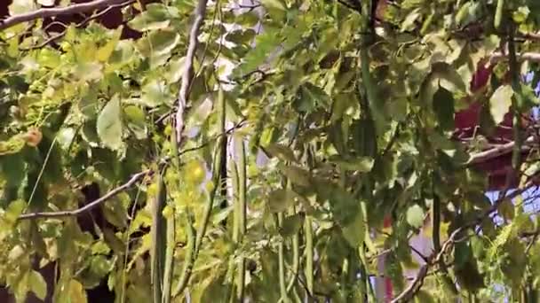 Cassia India Detalle Árbol Ducha Oro Con Vainas Semillas — Vídeo de stock