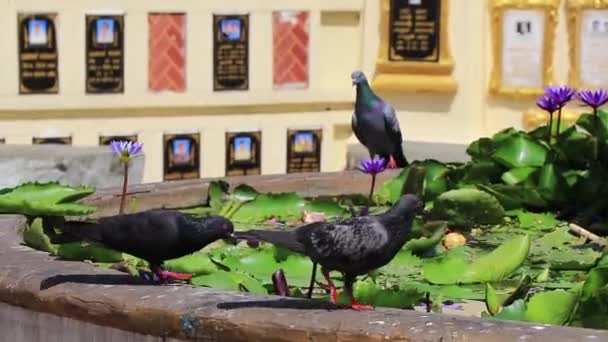 Içen Güvercinler Don Mueang Phra Arramluang Bangkok Tayland — Stok video