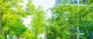 Şehir manzarası Panorama binaları ağaçlar çatılar doğa Groningen Hollanda Hollanda