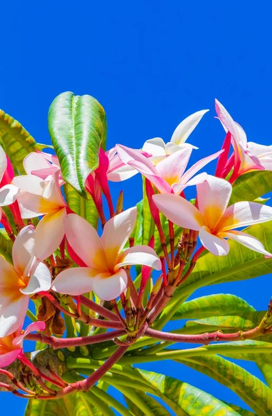 Plumeria Φυτό Ροζ Και Κίτρινα Λουλούδια Μπλε Ουρανό Στην Playa — Φωτογραφία Αρχείου
