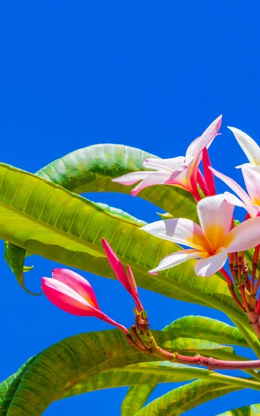 Plumeria Planta Com Flores Rosa Amarelo Com Céu Azul Playa — Fotografia de Stock