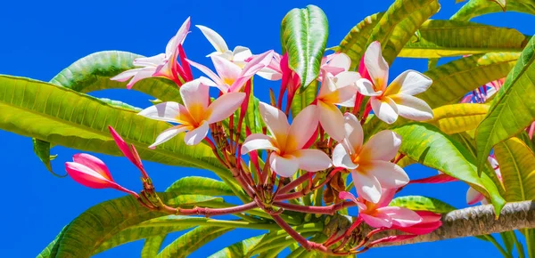 Рослина Plumeria Рожевими Жовтими Квітами Блакитним Небом Playa Del Carmen — стокове фото