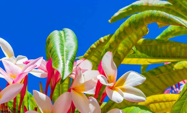 Plumeria Φυτό Ροζ Και Κίτρινα Λουλούδια Μπλε Ουρανό Στην Playa — Φωτογραφία Αρχείου