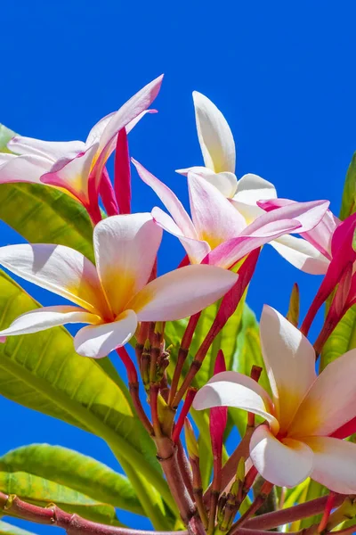 Plumeria Φυτό Ροζ Και Κίτρινα Λουλούδια Μπλε Ουρανό Στην Playa — Φωτογραφία Αρχείου