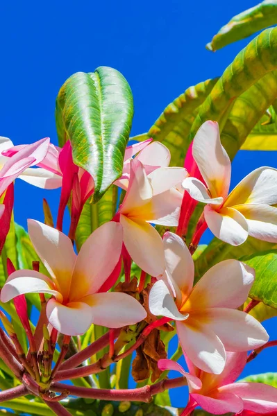 Plumeria Planta Com Flores Rosa Amarelo Com Céu Azul Playa — Fotografia de Stock