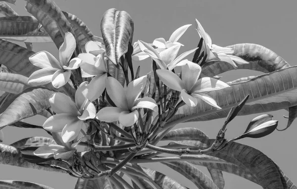 Plumeria plant flowers black and white picture in Playa del Carmen Mexico.