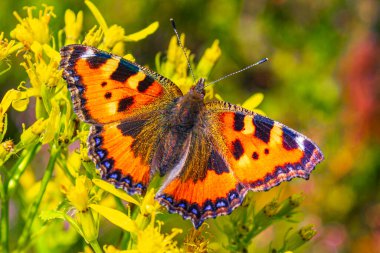 Turuncu Kelebek Küçük Tilki Kaplumbağa Kabuğu Aglais Harz Almanya 'sında sarı çiçekler üzerinde.