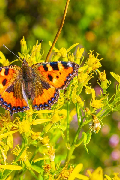 Papillon Orange Petit Renard Écaille Aglais Urticae Sur Fleurs Jaunes — Photo