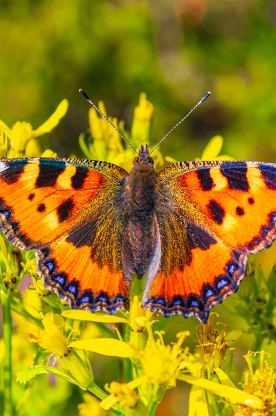 Orangefarbener Schmetterling Kleiner Fuchs Schildkrötenpanzer Aglais Urticae Auf Gelben Blüten — Stockfoto
