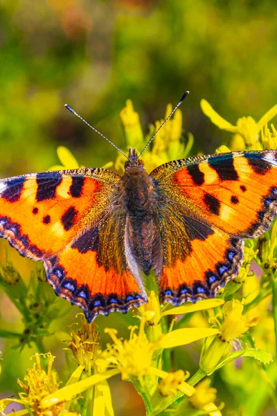 Orange Butterfly Small Fox Tortoiseshell Aglais Urticae Yellow Flowers Harz Stock Photo