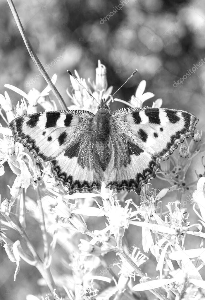 Black and white picture of butterfly Small Fox Tortoiseshell Aglais urticae on flowers in Harz Germany.